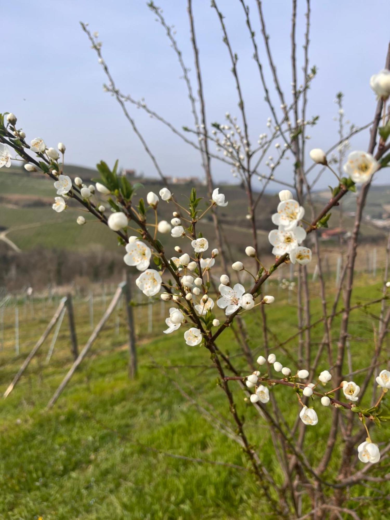 Hotel Le Cornici - Cascina Di Charme Diano dʼAlba Exteriér fotografie